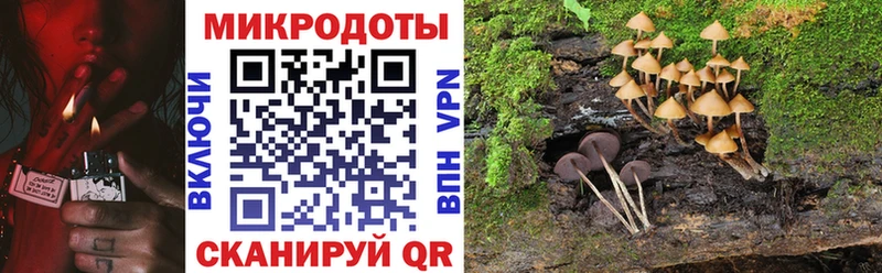 Псилоцибиновые грибы Cubensis Мензелинск